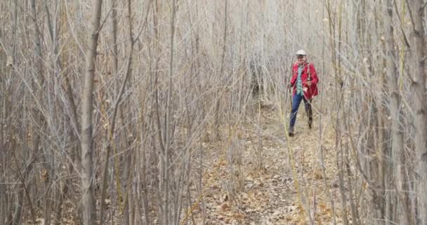 Caminante Alegre Mujer Caminando Con Bastones Trekking Hojas Muertas Bosque — Vídeo de stock