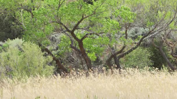Nature Scene Yellow Meadow Dry Vegetation Zion National Park Utah — Stock Video
