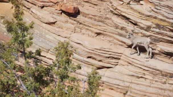 Young Mountain Goat Roaming Sandstone Cliff Zion National Park Utah — Stock Video