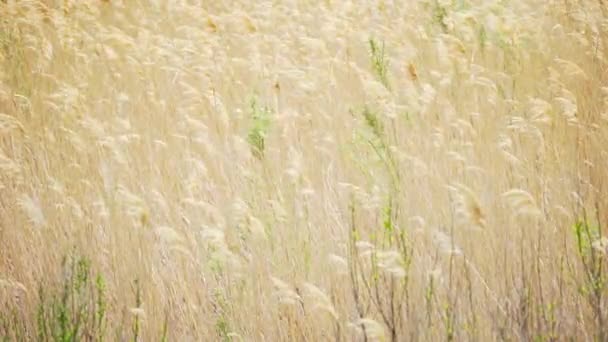Draußen Ein Hohes Goldenes Gras Das Wind Weht Natur Hintergrund — Stockvideo