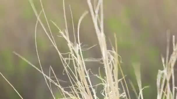 바람에 나부끼는 잔디의 자연의 배경을 스파이 — 비디오