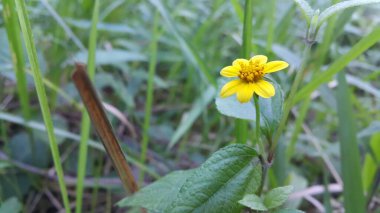 Dağda çekilen sarı çiçek. Güzel Duvar kağıtları.