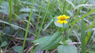 Dağda çekilen sarı çiçek. Güzel Duvar kağıtları.