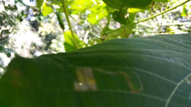 Karınca hareketi devam ediyor. Karınca Köprüsü Birlik Ekibi, Konsept Ekibi, Kırmızı Karınca, Weaver Karıncaları (Oecophylla smaragdina) ve Karınca Eylemi ile birlikte çalışırlar. Fotoğraf ormanda çekildi..