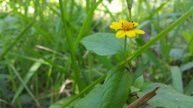 Dağda çekilen sarı çiçek. Güzel Duvar kağıtları.