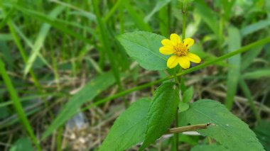 Güzel sarı renkli çiçek duvar kağıdı. Güzel geçmiş. Fotoğraf dağlarda çekildi..