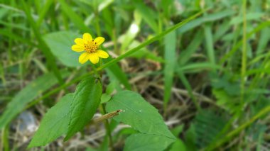 Güzel sarı renkli çiçek duvar kağıdı. Güzel geçmiş. Fotoğraf dağlarda çekildi..