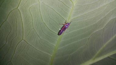 Çekirge gibi böcekler taro yapraklarına tünemiş. Fotoğraf ormanda çekildi..