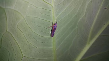 Çekirge gibi böcekler taro yapraklarına tünemiş. Fotoğraf ormanda çekildi..