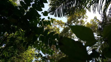 Güzel ve serin manzaranın fotoğrafları. Ormanda fotoğraf çekiyordum.