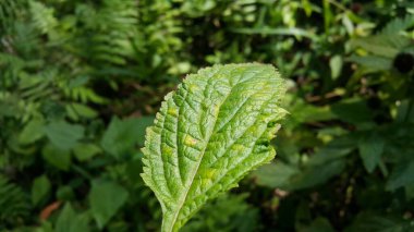 Güzel ve serin manzaranın fotoğrafları. Ormanda fotoğraf çekiyordum.