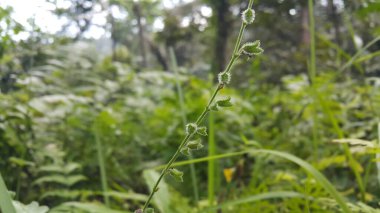 Küçük bir hayvan yiyen bitkinin fotoğrafı. Ormanda fotoğraf çekiyordum..