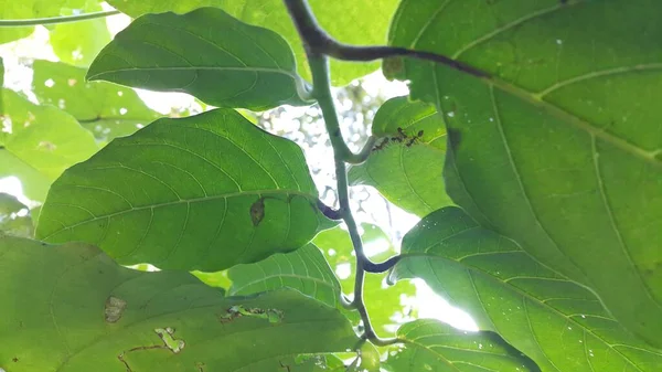 アリの行動が立っている アリ橋の団結チームは コンセプトチームは一緒に赤アリ ウィーバーアリ Oecophyllaスマーガディナ アリの行動食品を運ぶ作業 森の中で撮った写真 — ストック写真