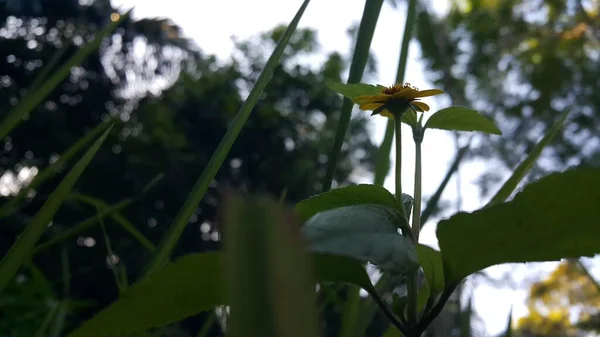 Жовта Квітка Стріляла Гору Красиві Шпалери — стокове фото