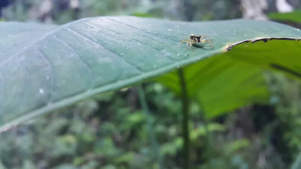 Kleine Spinne Auf Taroblatt Foto Aus Dem Wald — Stockfoto