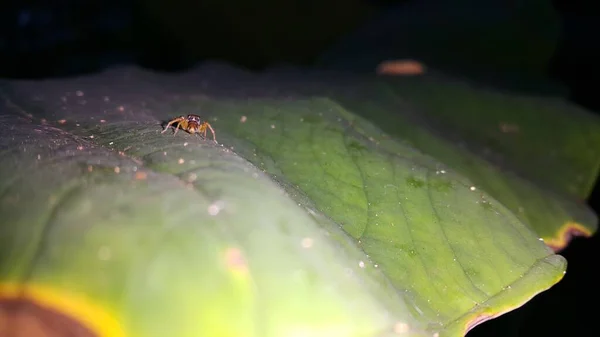 Μικρή Αράχνη Φύλλο Τάρο Φωτογραφία Τραβηγμένη Στο Δάσος — Φωτογραφία Αρχείου