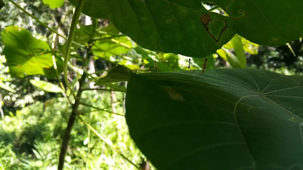 蚂蚁的行动开始了蚂蚁桥接团队 概念团队与红蚂蚁 蚂蚁蚂蚁 Oecophylla Smaragdina 蚂蚁的行动携带食物 照片在森林中拍摄 — 图库照片
