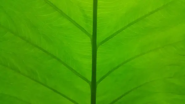 Very Fresh Taro Leaf Background Close Shot Shot Forest — Stock Photo, Image