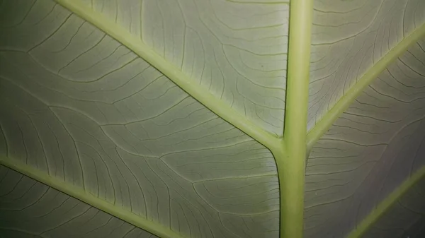 식물의 바라본다 페이퍼 — 스톡 사진