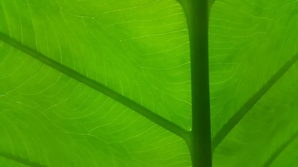Very Fresh Taro Leaf Background Close Shot Shot Forest — Stock Photo, Image