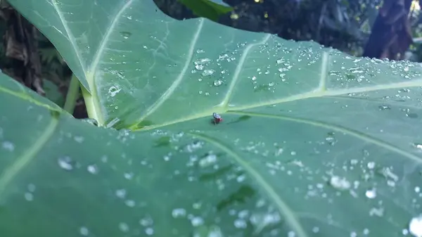 Insekten Wie Heuschrecken Sitzen Auf Taroblättern Foto Aus Dem Wald — Stockfoto