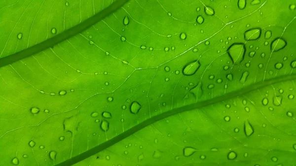 Çok Taze Taro Yaprağı Arkaplanı Yakın Çekim Ormanda Vurulmuş — Stok fotoğraf