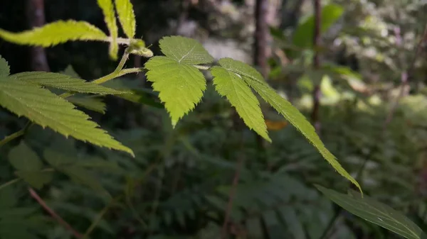 Blick Auf Die Blätter Von Waldpflanzen Wald Hintergründe Und Hintergrundbilder — Stockfoto