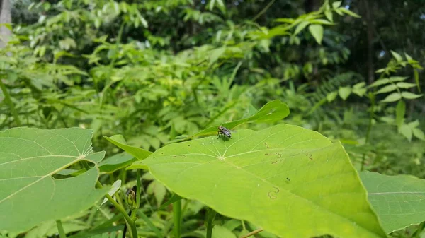 Πολύ Μεγάλες Μύγες Σκαρφαλωμένες Στα Φύλλα Των Φυτών Φωτογραφία Τραβηγμένη — Φωτογραφία Αρχείου
