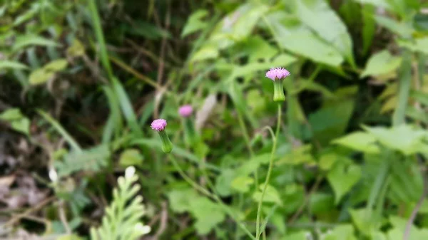 尚未绽放的紫色花朵 在丛林里拍照 — 图库照片