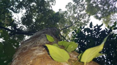 Ormandaki bir ağaç manzarası. Ormanda vuruldu..