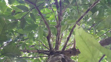 Ormandaki bir ağaç manzarası. Ormanda vuruldu..