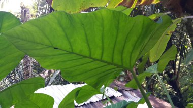 Taro yapraklı çekirge türü böcekler. Ormanın fotoğrafı..