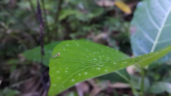Kleine Tiere Auf Blättern Schuss Wald — Stockfoto