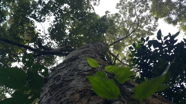 Vue Arbre Abattu Dans Forêt Tourné Dans Jungle — Photo
