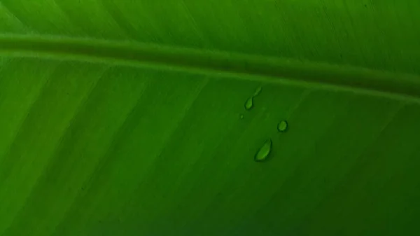 庭の熱帯バナナの葉の質感抽象的な緑の葉 大きなヤシの葉自然濃い緑の背景 — ストック写真