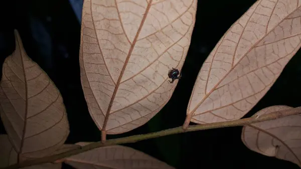 Bulanık Kahverengi Arka Planda Yaprağın Üzerindeki Örümceğin Bulanık Silueti Seçici — Stok fotoğraf