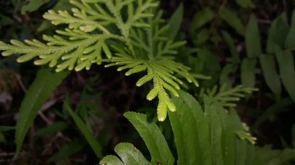Nahaufnahme Einer Grünen Farnpflanze Mit Detaillierten Blättern Auf Schwarzem Hintergrund — Stockfoto
