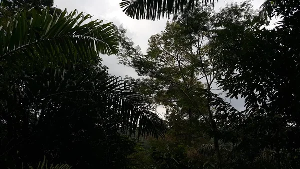 Kilátás Egy Fára Erdőben Lelőtték Dzsungelben — Stock Fotó