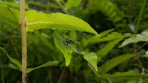叶上的黑色木匠蚂蚁 森林中昆虫的照片 — 图库照片