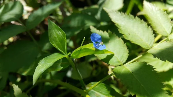 Güzel Küçük Mavi Çiçek Arkaplanı Orman Görüntüsü — Stok fotoğraf