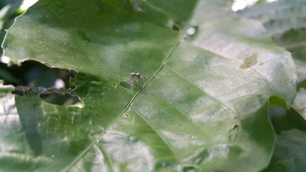 Маленький Павук Листі Фотографування Лісі — стокове фото