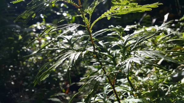 Hintergrund Der Pflanzenblätter Mit Sehr Schönem Sonnenlicht Foto Vom Berg — Stockfoto