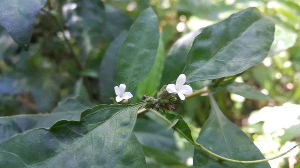 Pequena Flor Branca Planta Tropical Verde Escuro Fundo Natureza Tirar — Fotografia de Stock