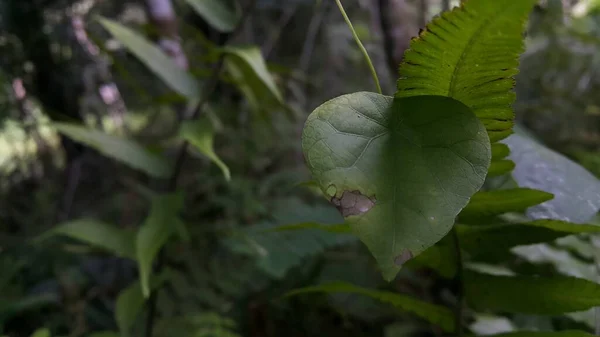 Dark Green Leaf Photo Background Taking Photos Forest — Stock Photo, Image