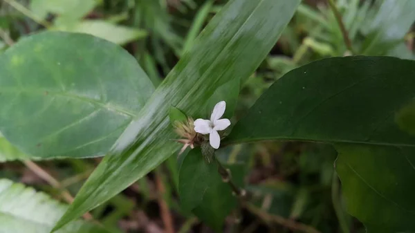 Petite Fleur Blanche Plante Tropicale Vert Foncé Fond Nature Prendre — Photo