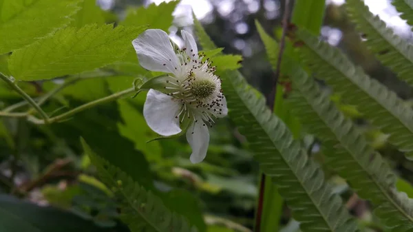 Большой Белый Цветок Темно Зеленого Растения Природный Фон Фотографирование Лесу — стоковое фото