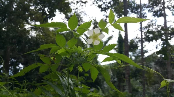 Große Weiße Blume Von Dunkelgrünen Tropischen Pflanzen Hintergrund Der Natur — Stockfoto