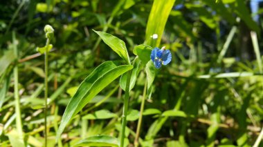 Güzel mavi çiçek arkaplanı. Dağdaki çiçeklerin fotoğrafı..