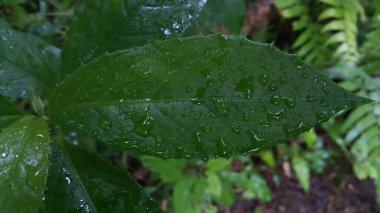 Islak bitkiler arka planda yağmur yapraklarına maruz kalır. Ormandaki bitki yapraklarının fotoğrafları..