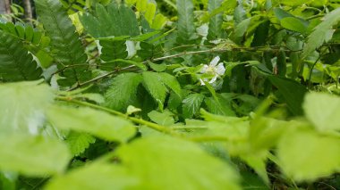 Çok güzel beyaz renkli çiçek duvar kağıdı. Orman çiçeğinin fotoğrafı..